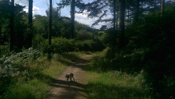 Florrie in forest